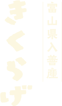 富山県産 きくらげ